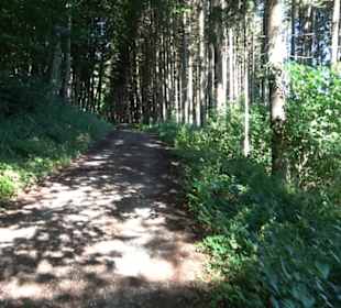 Waldameisen-LehrPfad