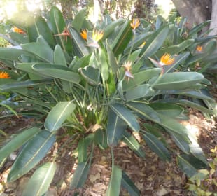 Botanischer Garten Puerto de la Cruz