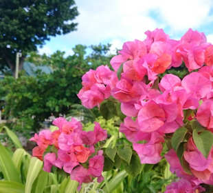 Bougainvillea