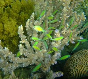 Beim Schnorcheln entdeckt