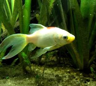 Aquarium im Keller des Landesmuseums