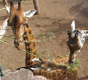 Steppengiraffe