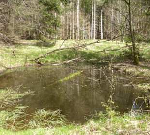 Wandereindrücke: von Handthal nach Ebrach