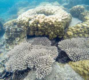 Schrorcheln vom  Strand aus