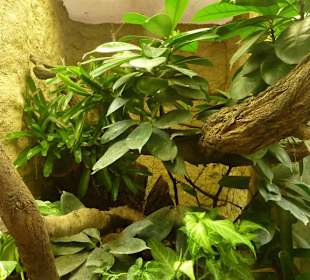 Baumhöhlen - Krötenlaubfrosch - Terrarium
