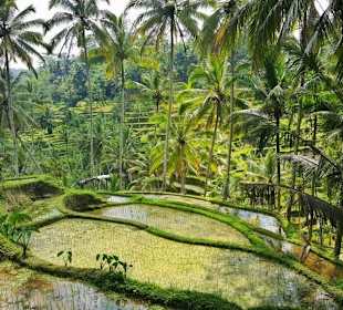Reisfelder in Ubud