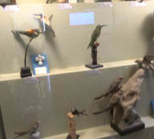 Naturhistorisches Museum