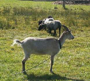 Zwierzęta w zagrodzie