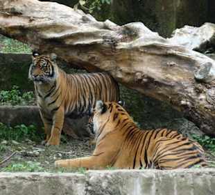 Mieszkańcy zoo