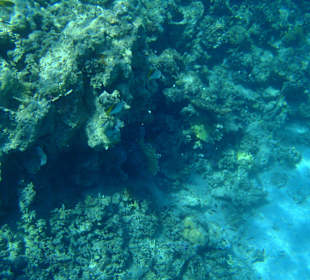 Chowające się Ustniki