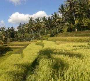 Reisterrassen Bali