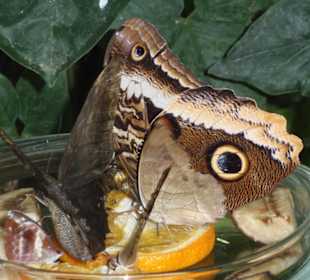 Дом бабочек