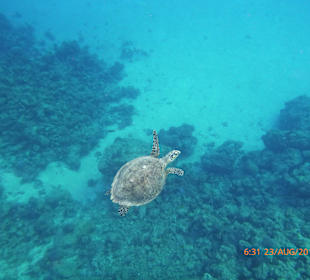 Schildkröte am Hausriff