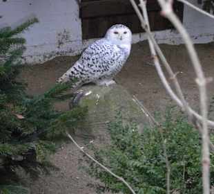 Tierpark 