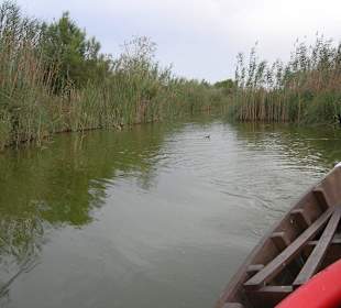 Excursión en barca por L'Albufera