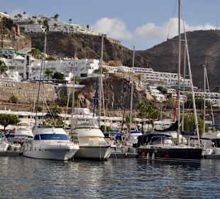 Delphin Safaritour von Morgan aus