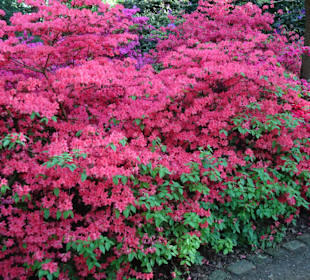 Hauptblüte im Rhododendronpark Bremen