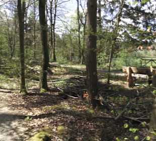 Waldsportpfad im Wasenwald