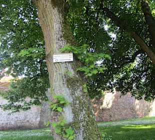 Stadtmauer