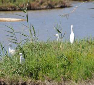 Naturpark S'Albufera