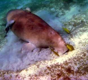 Seekuh/Dugong