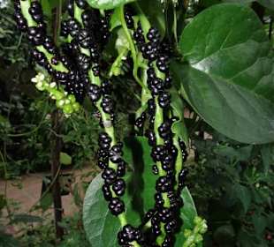 Exotische Früchte im Tropenhaus