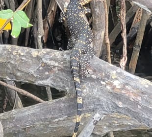 Bentota Fluss- und Mangroven Tour