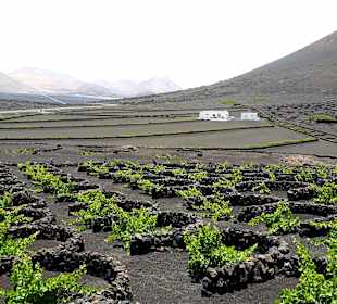 Weinanbaugebiet La Geria