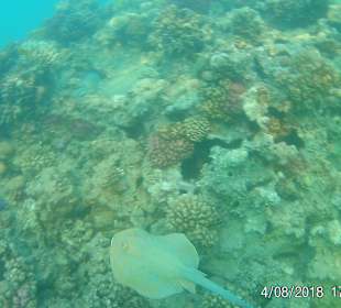 Schnorcheln Makadi Bay