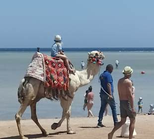 Reiten & Kamelreiten Dana Beach