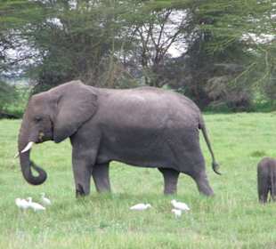 Elefanten im Amboseli