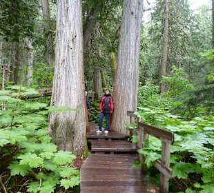 Giant Cedars Boardwalk