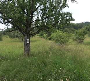 Premiumspazierweg Früchtetrauf-Leisawegle