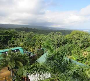 Mystic Mountain Urwald