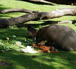 Tierpark Hagenbeck