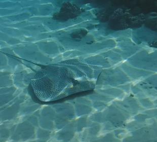 Stachelrochen Hotel Prima Life Makadi Bay