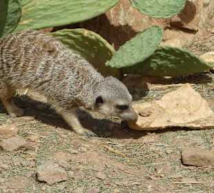 Erdmännchen