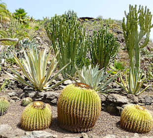 Kaktusgarten