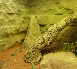Stachelschwanzwaran Terrarium