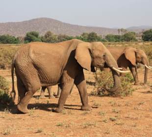 Julius Tact / JT Safaris