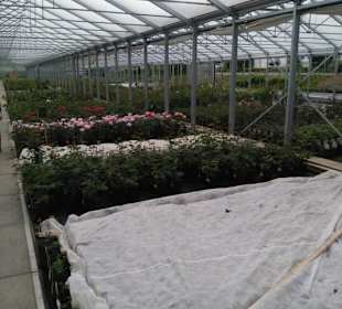 Gewächshaus 1