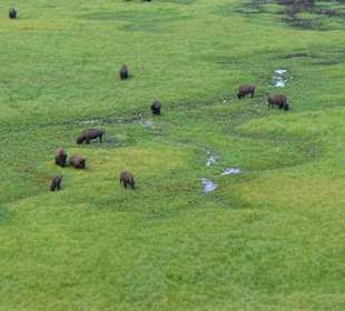 Bisonherde im Yellowstonepark