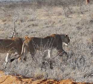 Tsavo Ost und West Safari