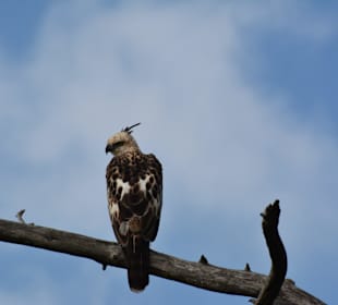 Uda Walawe National Park