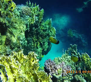 Nordriff über den Korallen