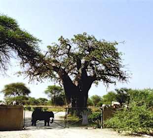 Tarangire Nationalpark