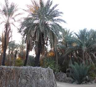 Palmenoase / Datteln in Tunesien