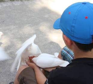 Auch Kinder dürfen die Tauben füttern