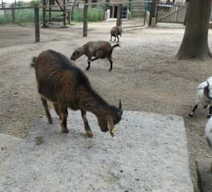 Bei einem Bummel durch den Wildpark an den Eichen