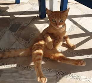 Der kleine Kater Bild 2